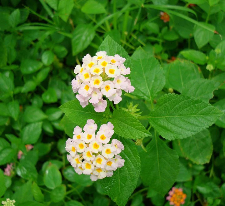 Lantana Camara "Pink"