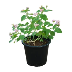 Lantana Camara, Pinkmound, West Indian Lantana 30-40cm