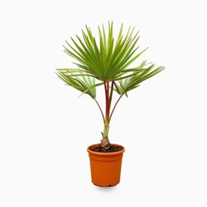 Latania Lontaroides or Red Latan Palm