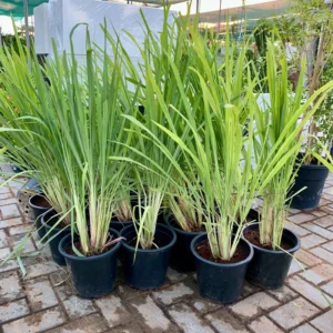 Lemon Grass / Citronella or Cymbopogon Citratus 40 - 60cm عشبة ليمون. Rolled Rim Blue Pot