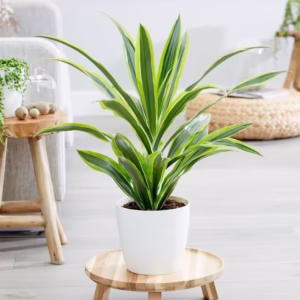 Dracaena Lemon Lime Mini White Ceramic Pot