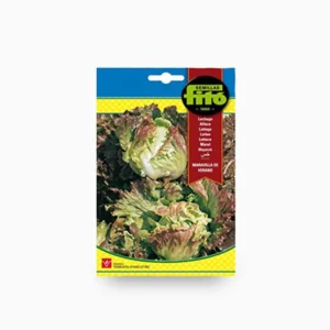 Lettuce Summer Marvel - Fito