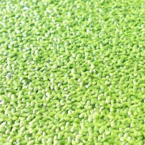 Live Floating Duckweeds "Lemna Minor"