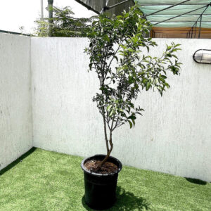 Mandarin Plant "Pakistan's Best Mandarin" 1.3-1.6 m
