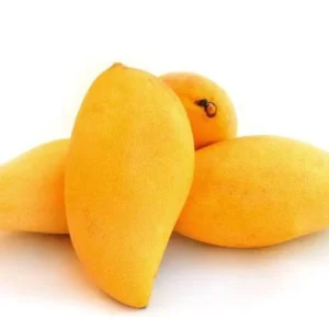 Mango Plant "Sindhri Pakistan" One of The World's Best Mangoes 1.4 -1.6m height