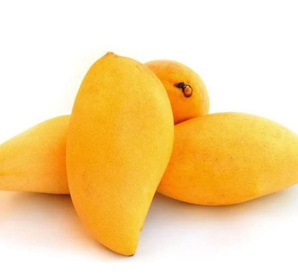 Mango Plant "Sindhri Pakistan" One of The World's Best Mangoes 1.4 -1.6m height