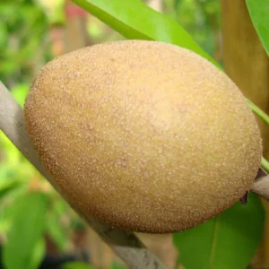 Manilkara Zapota Or Chikoo Tree شجرة الشيكو