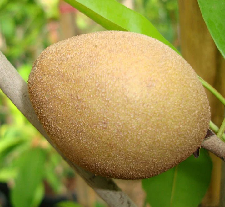 Manilkara Zapota Or Chikoo Tree شجرة الشيكو