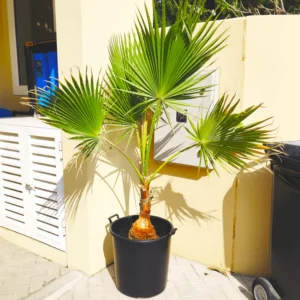 Washingtonia Robusta "Mexican Fan Palm" 0.8-1.0m Brown Trunk