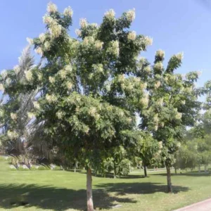 Millingtonia Hortensis "Tree Jasmine شجرة الياسمين or Indian Cork Tree" 1.2 - 1.5m overall height