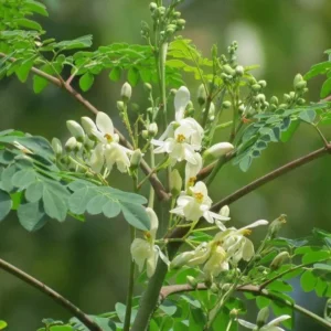 Moringa Oleifera "Drum-Stick Tree" 6 liter Pot
