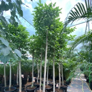 Morus Alba Or Mulberry Tree 3.0-3.5m شجرة توت