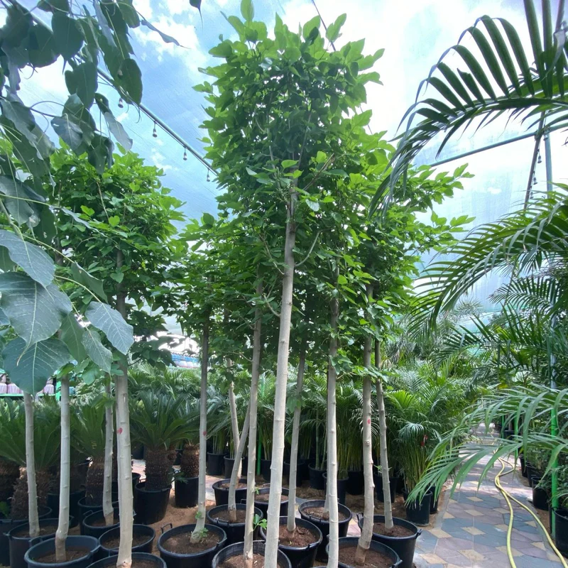 Morus Alba Or Mulberry Tree 3.0-3.5m شجرة توت