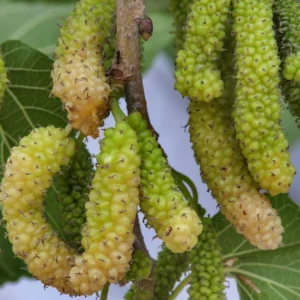 Morus Alba Or Mulberry Tree شجرة توت 1.2-1.5m overall height