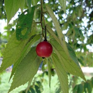 Muntingia calabura (Jamaican Cherry / Strawberry Tree) 2.0-2.5m