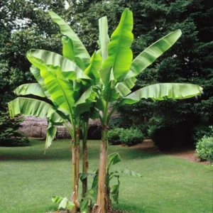 Musa Paradisiaca Or Banana Tree "80cm-90cm" شجرة الموز