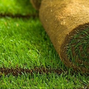 Natural Carpet Bermuda Grass "American Bermuda" Supply and Installation