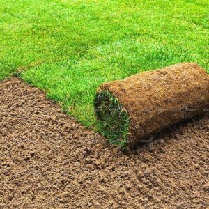 Natural Carpet Paspalum Grass "Paspalium vaginatum" Supply and Installation