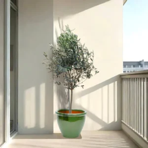 Olive Tree / Olea Europea "1.0m-1.2m" overall height Green Rolled Rim Pot