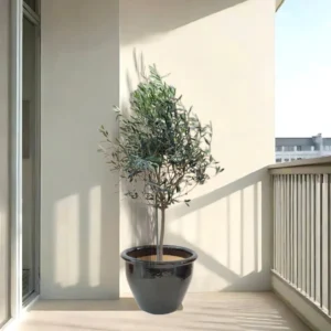 Olive Tree / Olea Europea "1.0m-1.2m" overall height Black Rolled Rim Pot