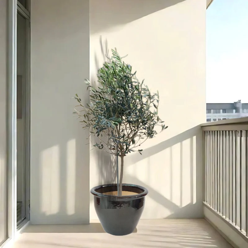 Olive Tree / Olea Europea "2.0m-2.2m" overall height Black Rolled Rim Pot