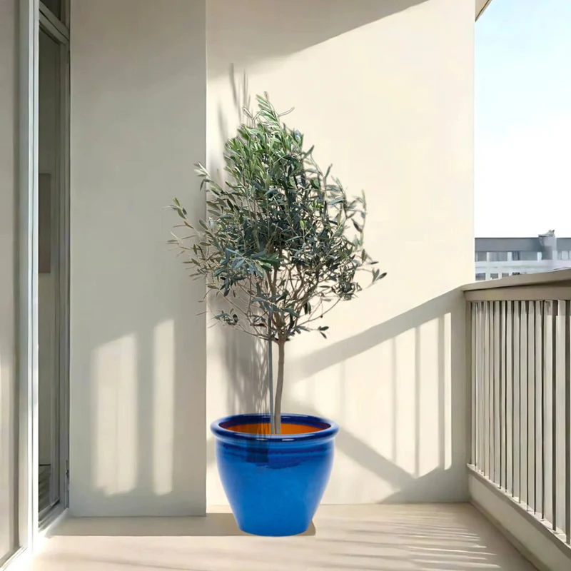 Olive Tree / Olea Europea "1.0m-1.2m" overall height Blue Rolled Rim Pot