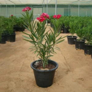 Oleander "Nerium Oleander" 100 - 120cm overall height
