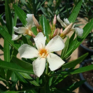 Rosebay Plant "Nerium Oleander" Mix Copa 30L White