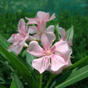 Rosebay Plant "Nerium Oleander" Mix Copa 30L Pink