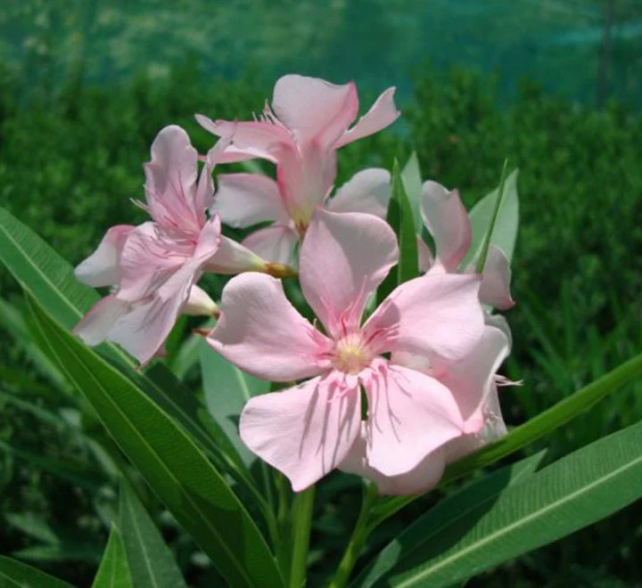Rosebay Plant "Nerium Oleander" Mix Copa 30L Pink