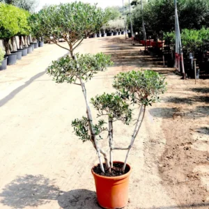 Olive Multihead | Multihead Olea Europea 1.0m-1.2m شجرة زيتون