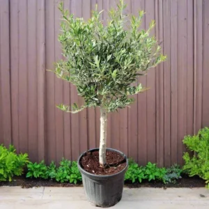 Olive Single Head Bonsai 0.8-1.0m | شجرة زيتون 12-14cm  Girth Default Nursery Pot