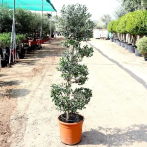 Olive Spiral Shape | Spiral Olea Europea 1.0m-1.2m شجرة زيتون Default Plastic Pot