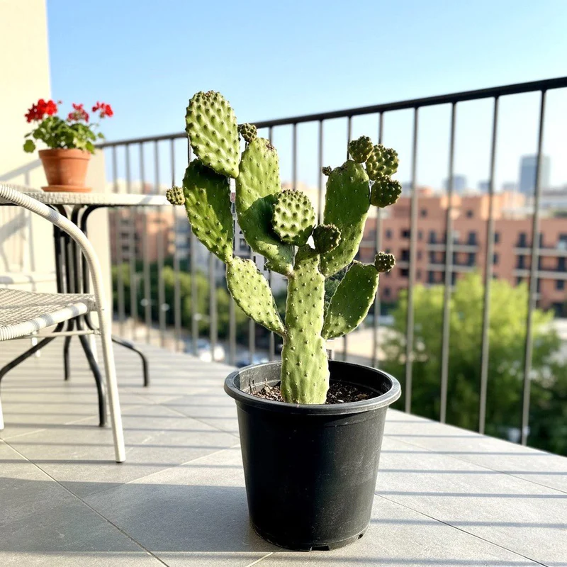 Opuntia Consolea | Road Kill Cactus 30-40cm