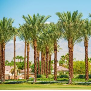 Palm Tree "Phoenix Dactylifera Or Date Palm" النخلة 5.0M BROWN HEIGHT