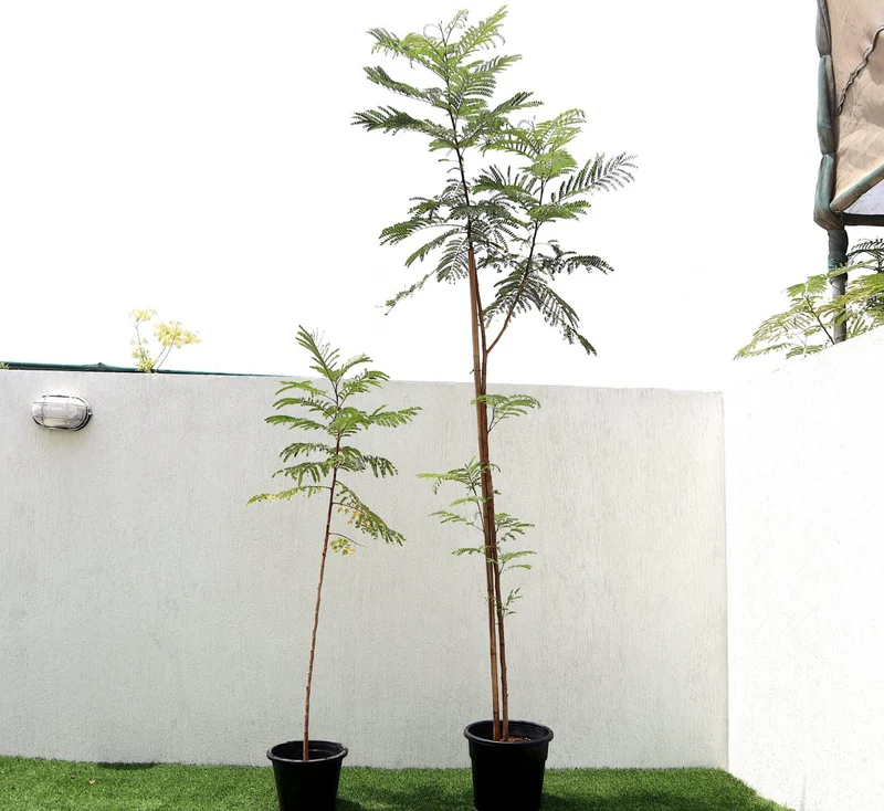 Peltophorum pterocarpum, Yellow Flame or Copper Pod 1.5 - 2.0 Height, 10L pot