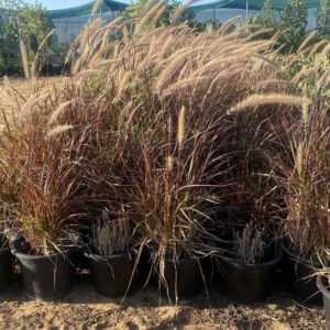 Pennisetum Rubrum (Purple Fountain Grass, African Fountain Grass, Tender Fountain Grass)
