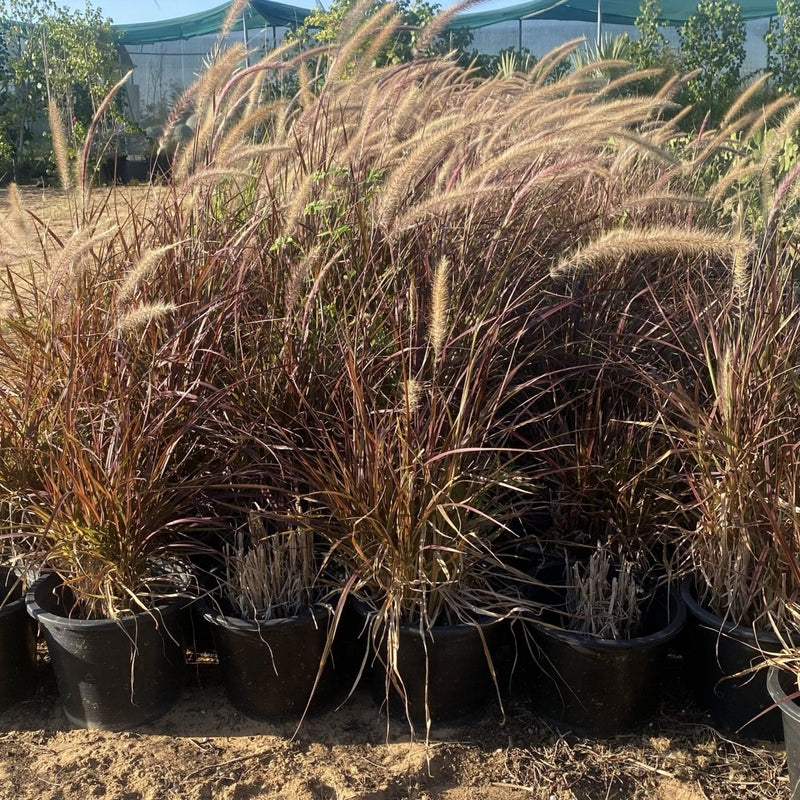 Pennisetum Rubrum (Purple Fountain Grass, African Fountain Grass, Tender Fountain Grass)