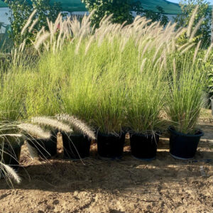 Pennisetum Setaceum | African Fountain Grass | Tender Fountain Grass 10-15CM overall height  v9pot Set of 10 Pot