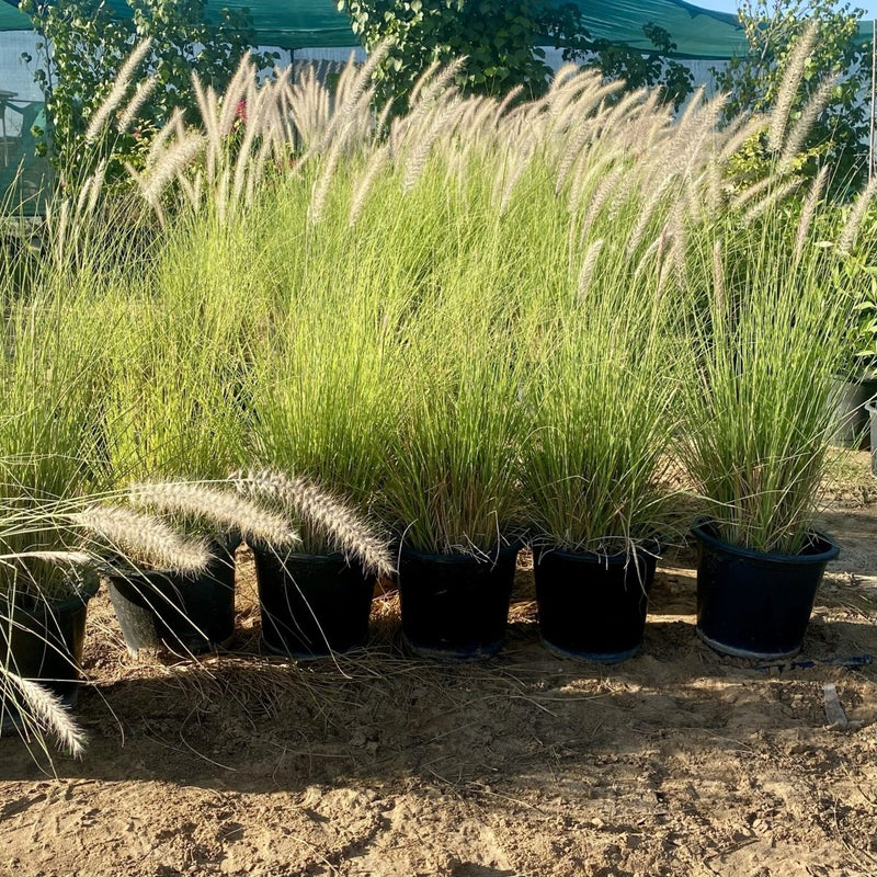 Pennisetum Setaceum | African Fountain Grass | Tender Fountain Grass 10-15CM overall height v9pot Single Pot