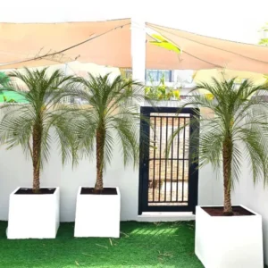 Phoenix Roebelenii / Pygmy Date Palm in white Grp Pot 40x40