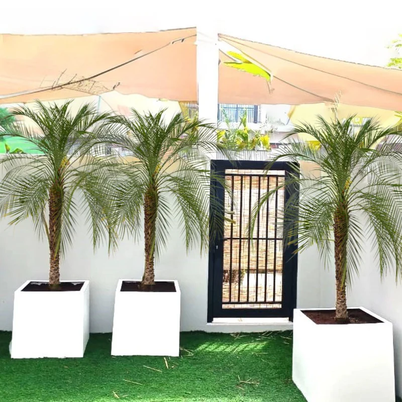 Phoenix Roebelenii / Pygmy Date Palm in white Grp Pot 40x40