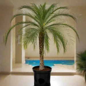 Phoenix Roebelenii "Miniature date palm"(outdoor) 0.8 - 0.9m overall height