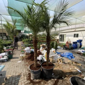 Phoenix Roebelenii "Miniature date palm"(outdoor) 2.1 - 2.2m overall height