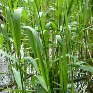 Phragmites Australis "Common reed"