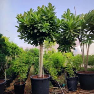 Plumeria Obtusa "Frangipani, The Temple Tree or Champa" 2.5 - 3.0m Default Plastic Pot Blue