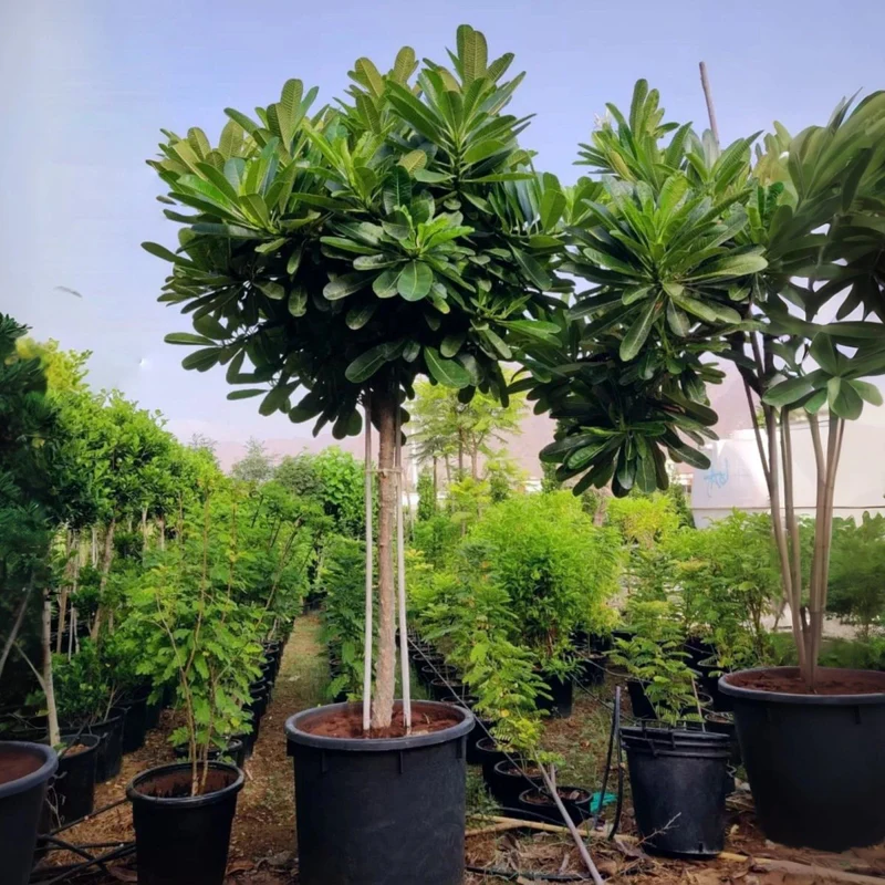 Plumeria Obtusa "Frangipani, The Temple Tree or Champa" 2.5 - 3.0m Default Plastic Pot Green