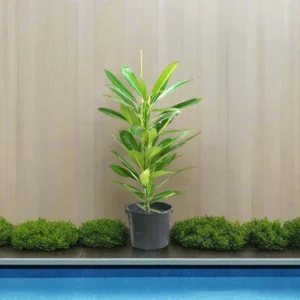 Plumeria Obtusa "Frangipani, The Temple Tree or Champa" 1.8 -2.0 m Default Plastic Pot BLACK