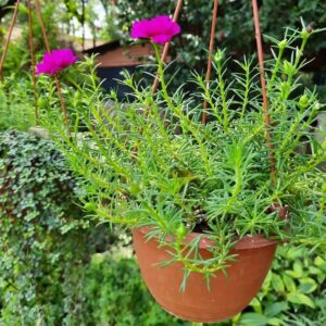 Portulaca Grandiflora "Hanging" Rose Moss Set of 5 Plant