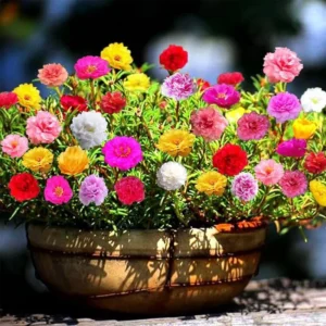 Portulaca Grandiflora | Rose Moss | 9cm pot Set of 24 plants